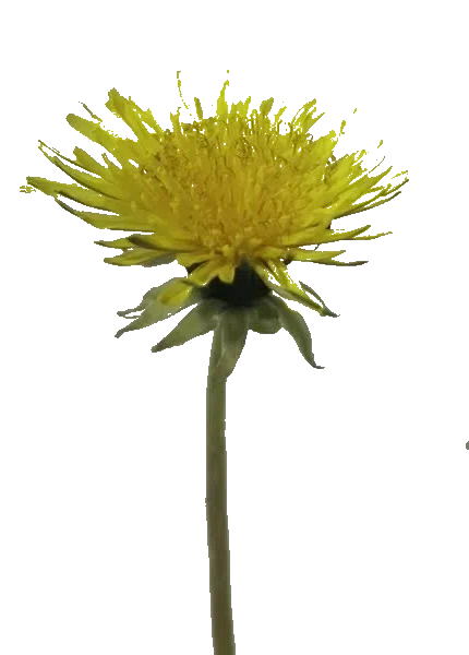 DrehendeBlume